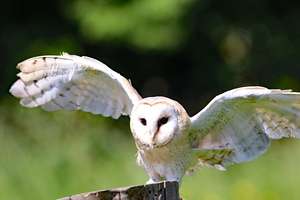 The Barn Owls Nightmare